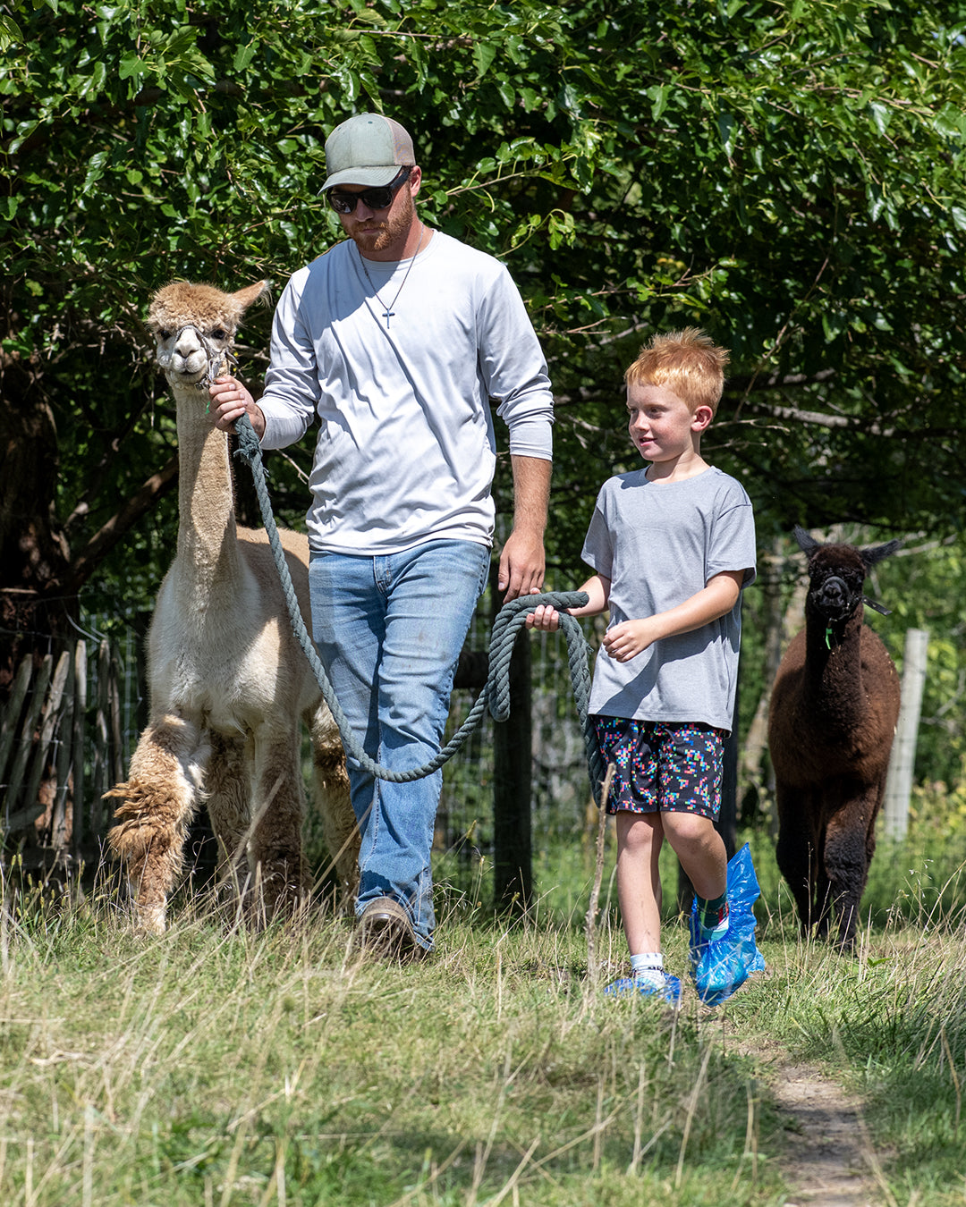 20-Minute Alpaca Trek