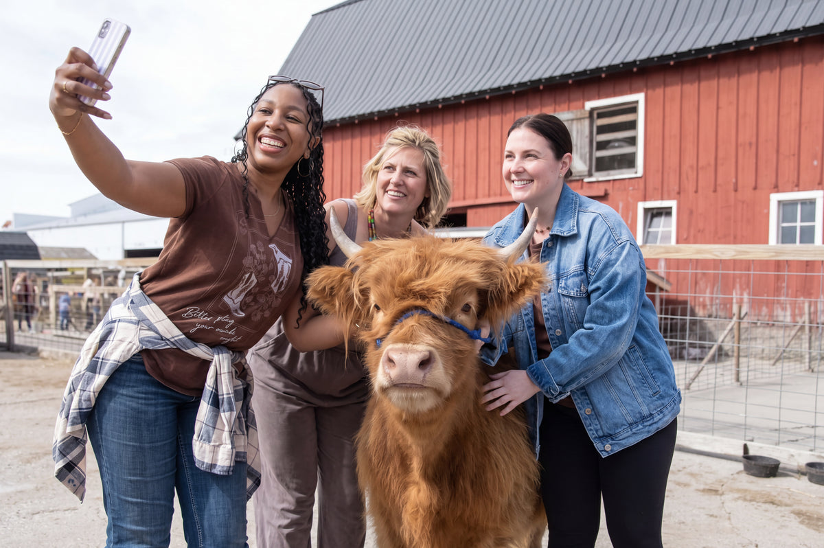 Girl brushing a Scottish Highland cow at Center Grove Orchard in Cambridge, Iowa