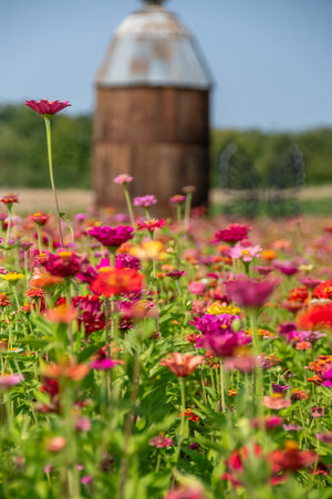Field of colorful flowers with a blurred wooden silo in the background