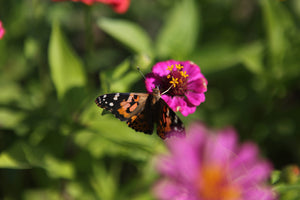 Butterfly on a pink flower with a blurred green background