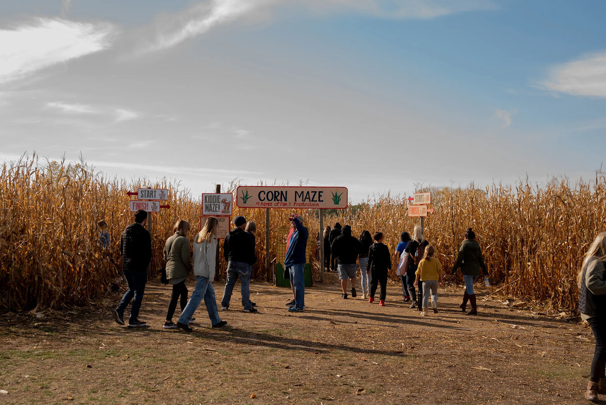Corn Maze