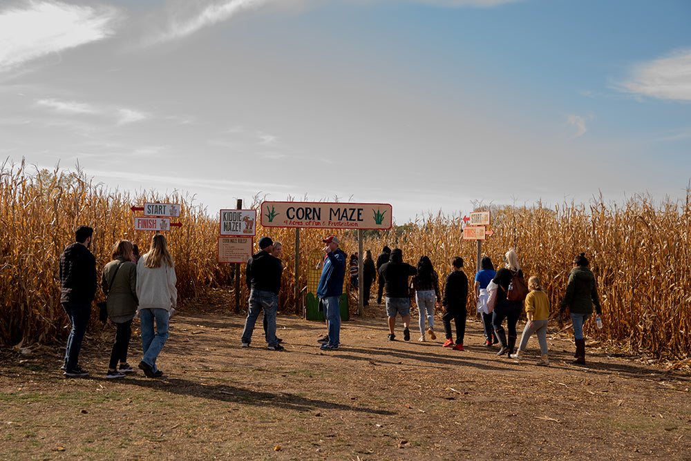 corn maze near Des Moines, Iowa