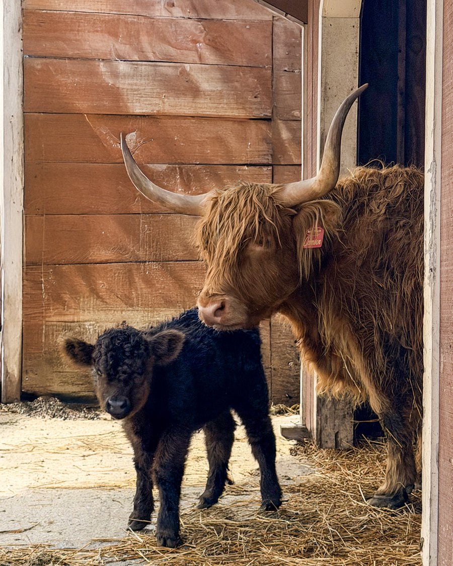Highland Cow Experience
