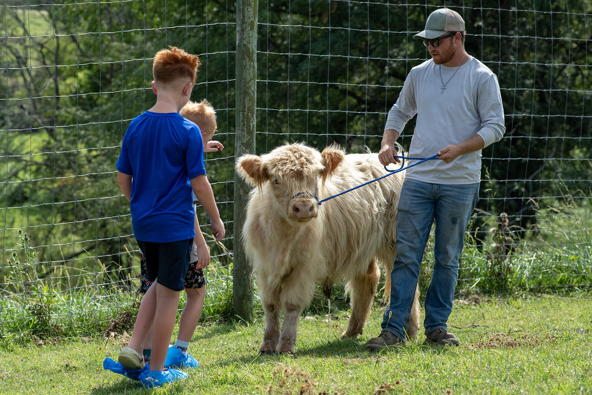 Highland Cow Experience
