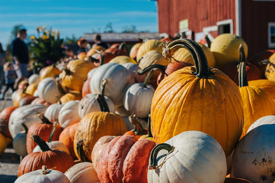 Pumpkins