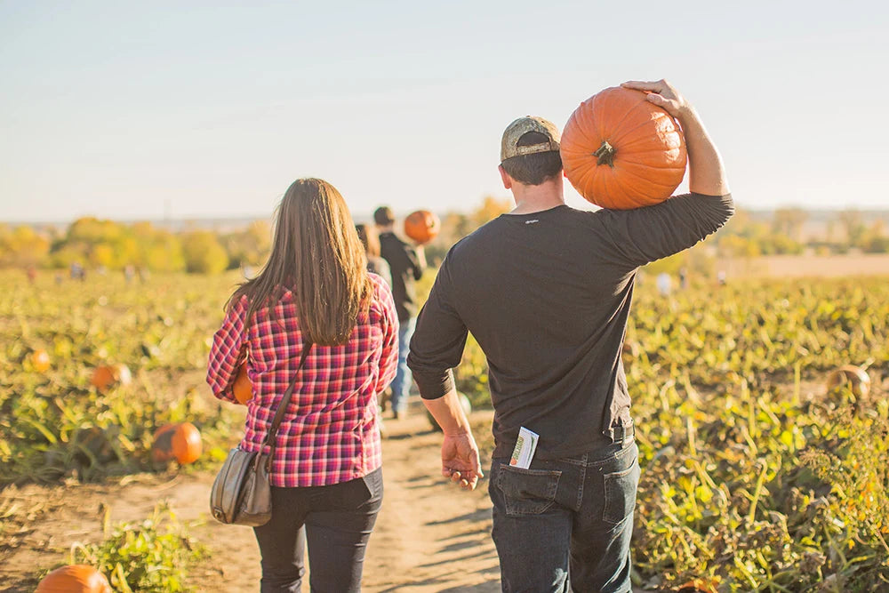 pumpkin patch near Des Moines, Iowa