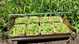 Sugar Snap Peas
