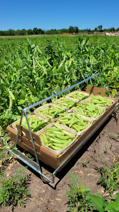 Sugar Snap Peas