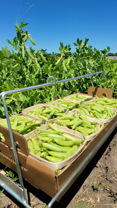 Sugar Snap Peas