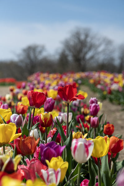 Tulips