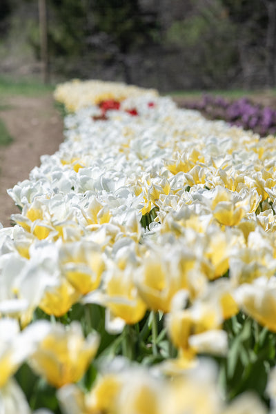 Tulips
