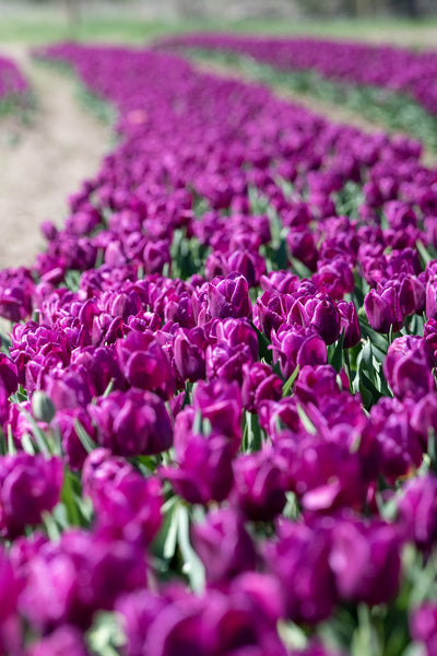 Tulips
