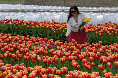 Tulips