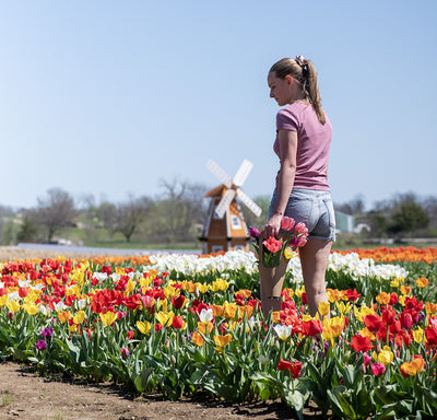 Tulips