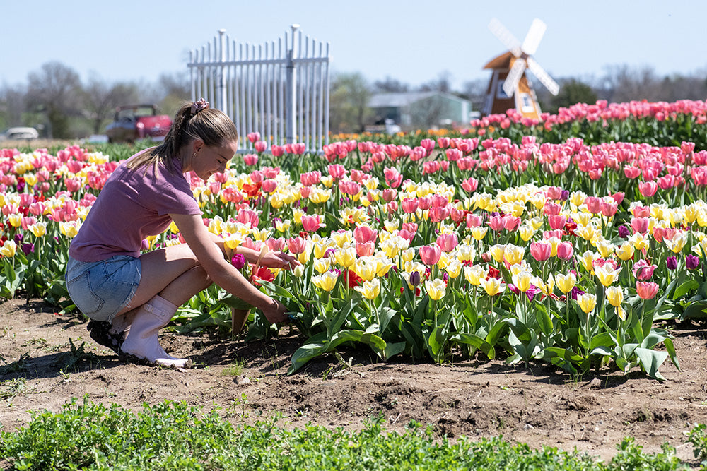 Tulips