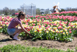 Tulips