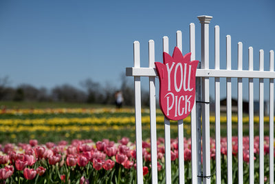 Tulips