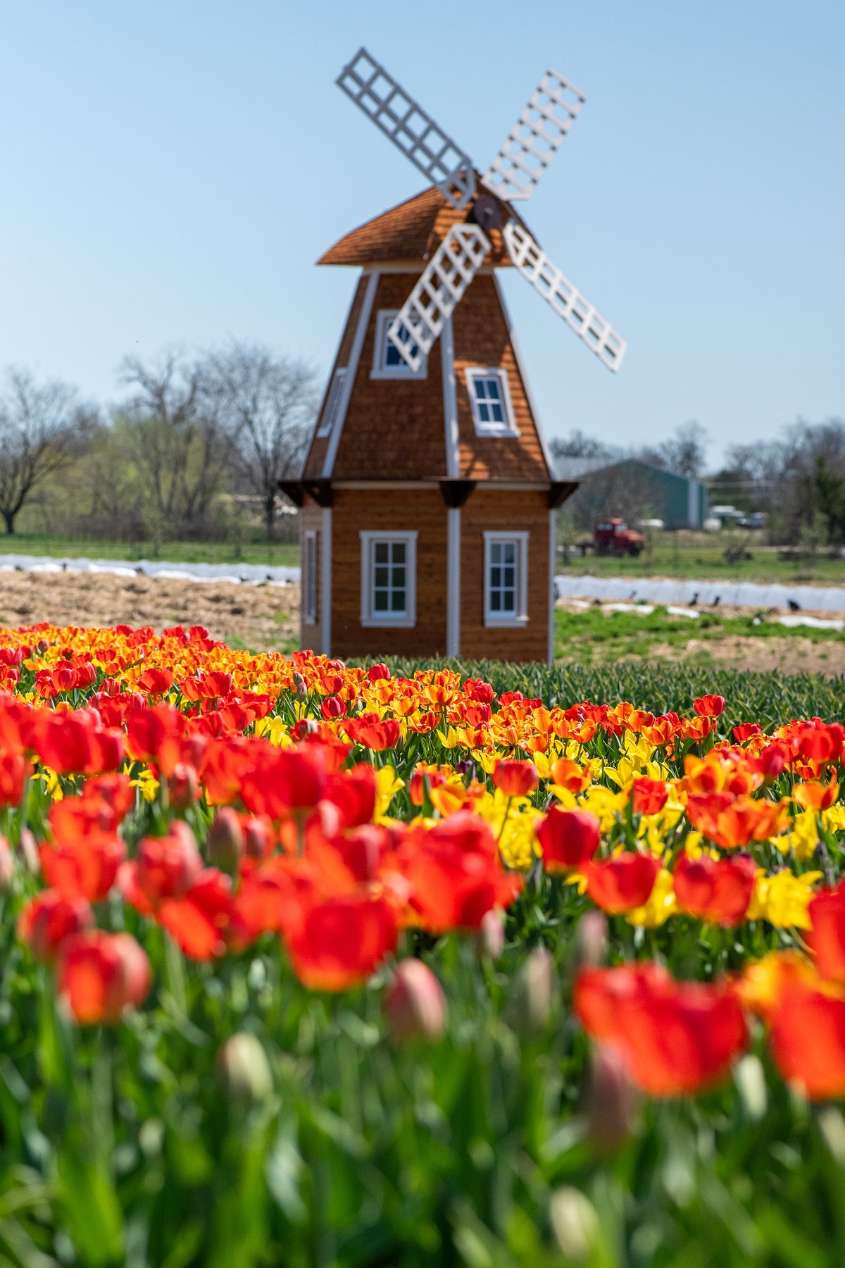 Tulip Festival