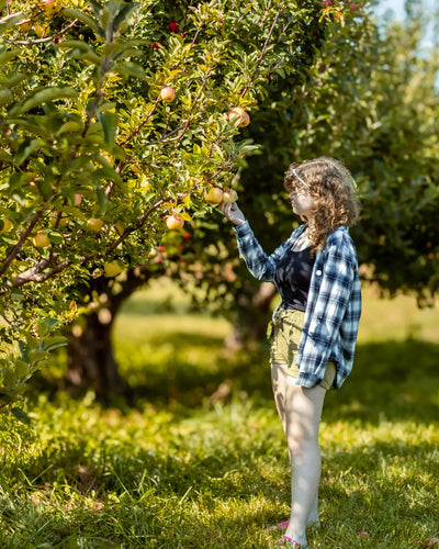 Apples