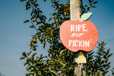 Apples
