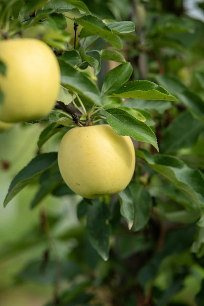 Apples