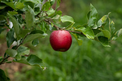 Apples
