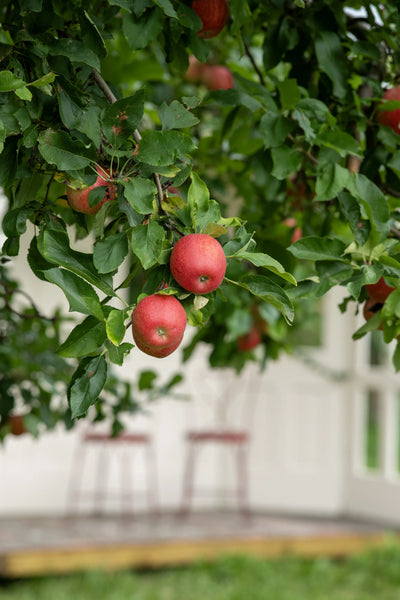 Apples