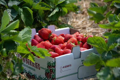 Strawberries