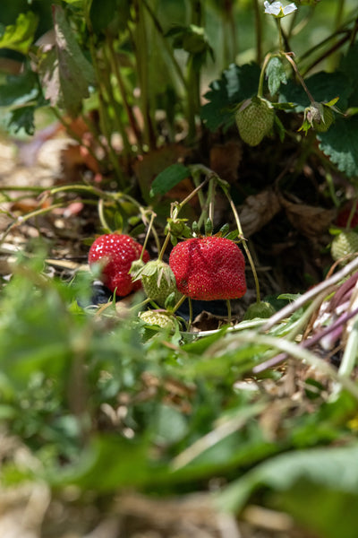 Strawberries