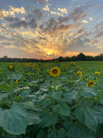 Sunflowers