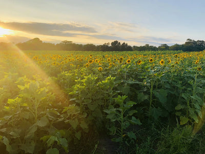 Sunflowers