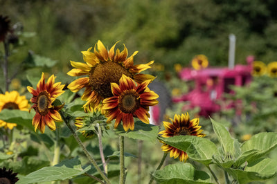 Sunflowers