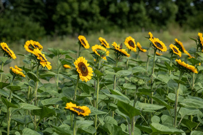 Sunflowers