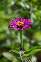 Zinnias