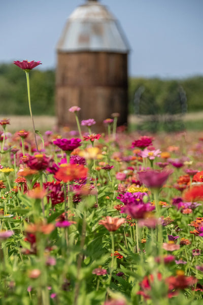 Zinnias