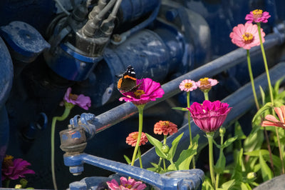 Zinnias