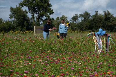 Zinnias