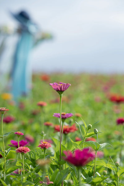 Zinnias