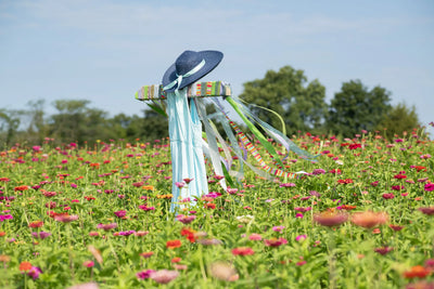 Zinnias