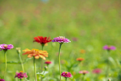 Zinnias