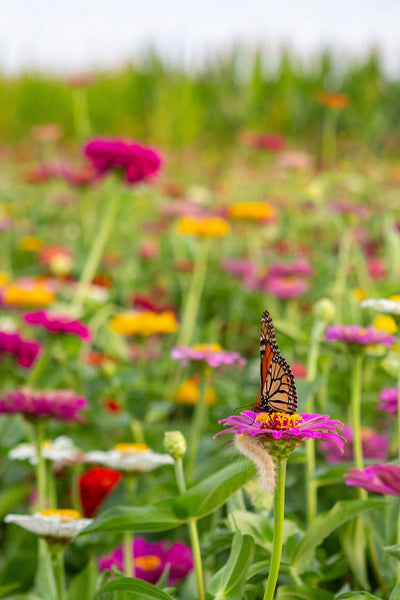 Zinnias