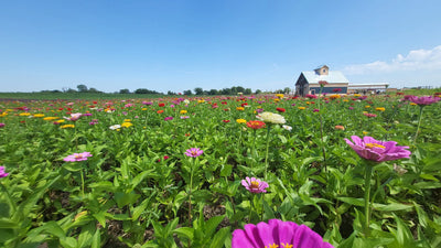 Zinnias