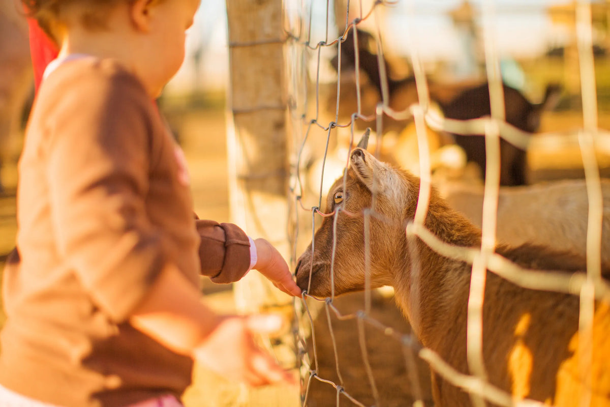 Farm Animals