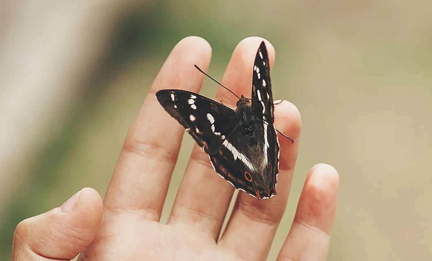 2026 Butterfly Release