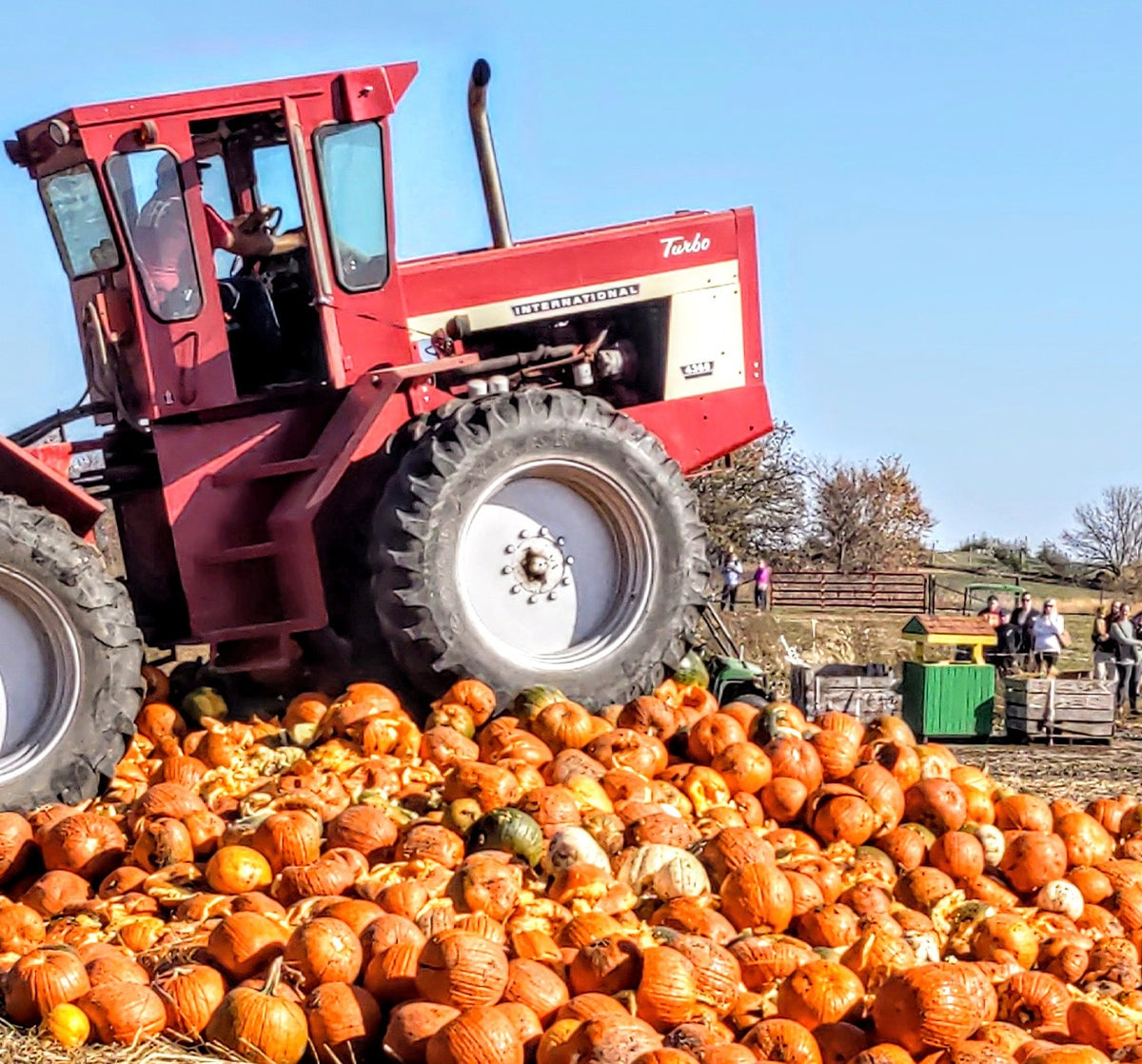 Pumpkin Destruction