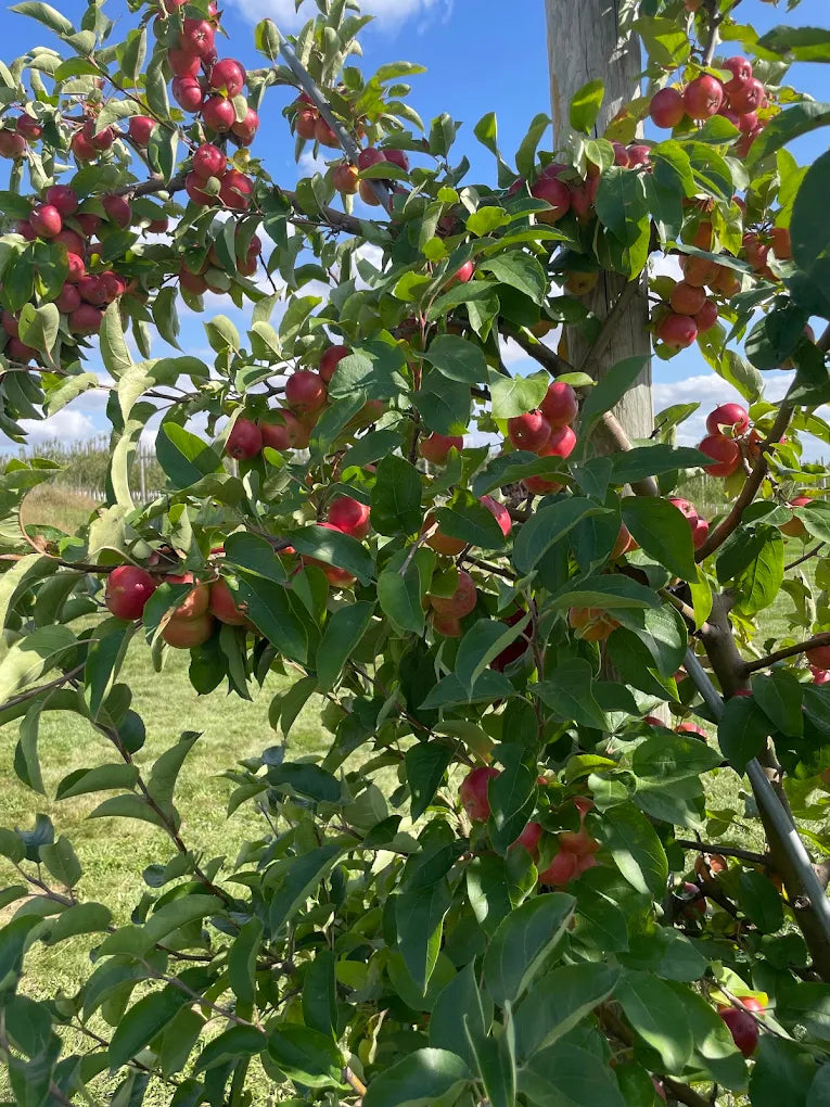 Apple Orchard in Iowa