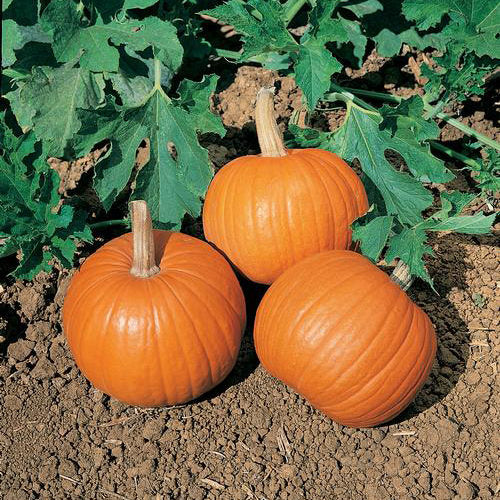 Pumpkins