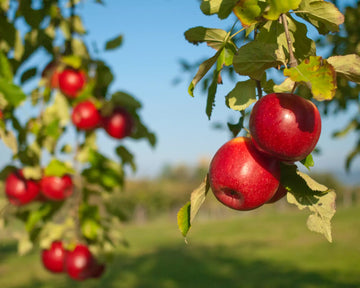 U-Pick Apples