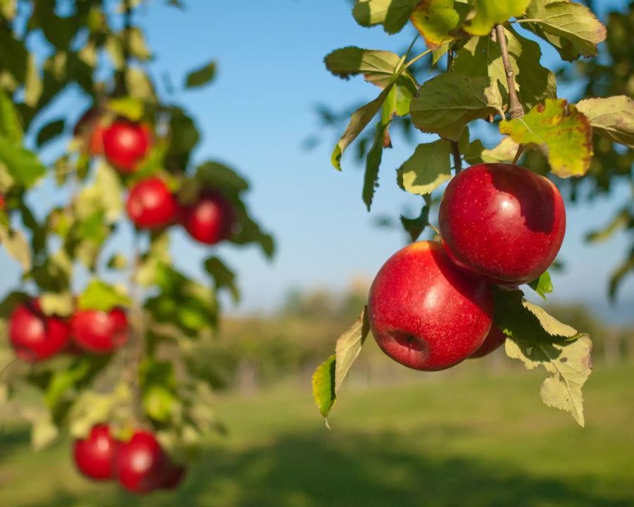 U-Pick Apples